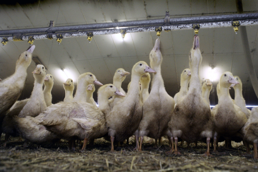 RSPCA under fire for attacking duck-rearing standards