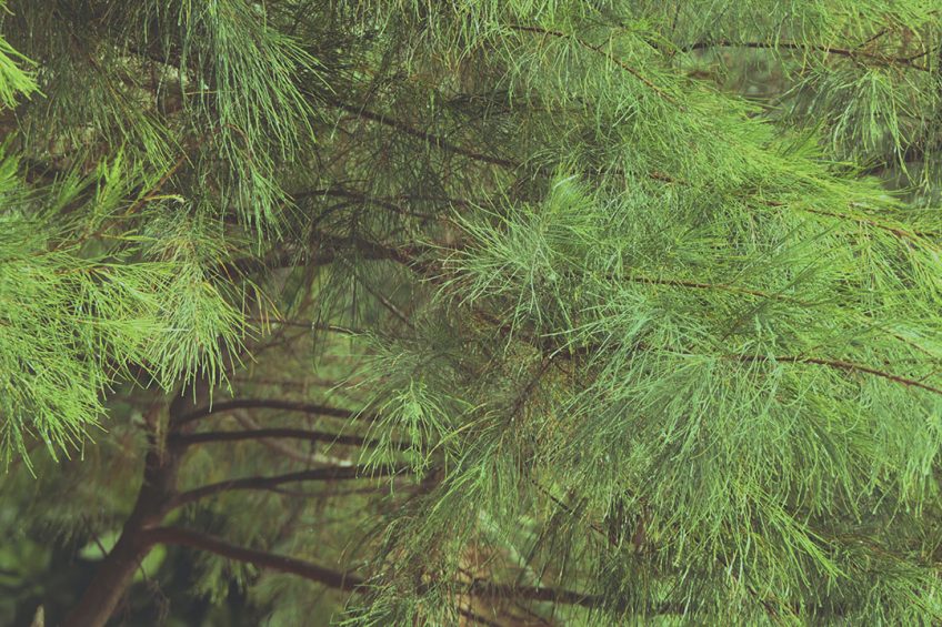 Pinus brutia, commonly known as Turkish Red Pine. Photo: Utsman Media