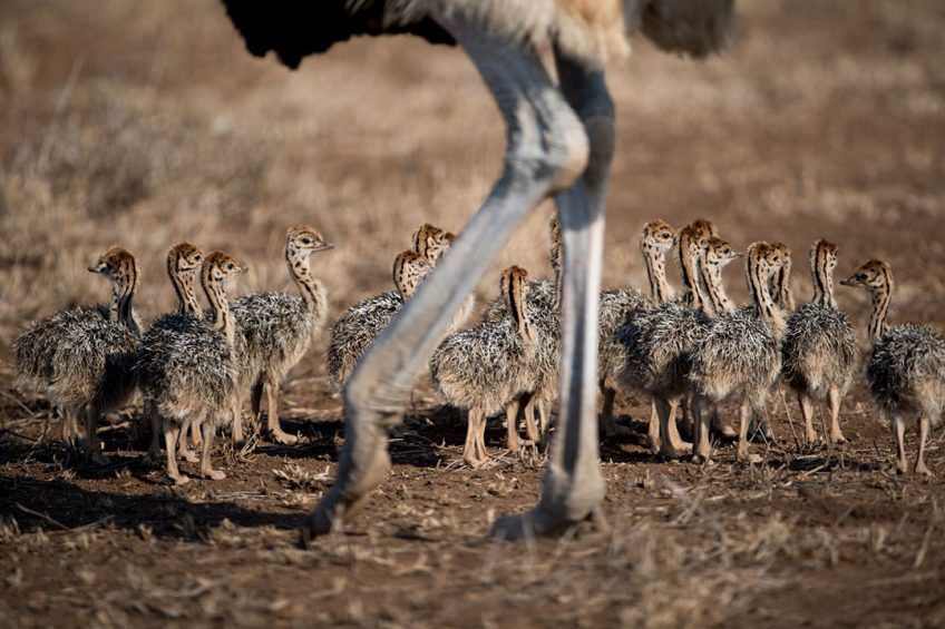 The study shows thermal stress is an important factor that can limit reproductive success in ostriches. Photo: Wirestock