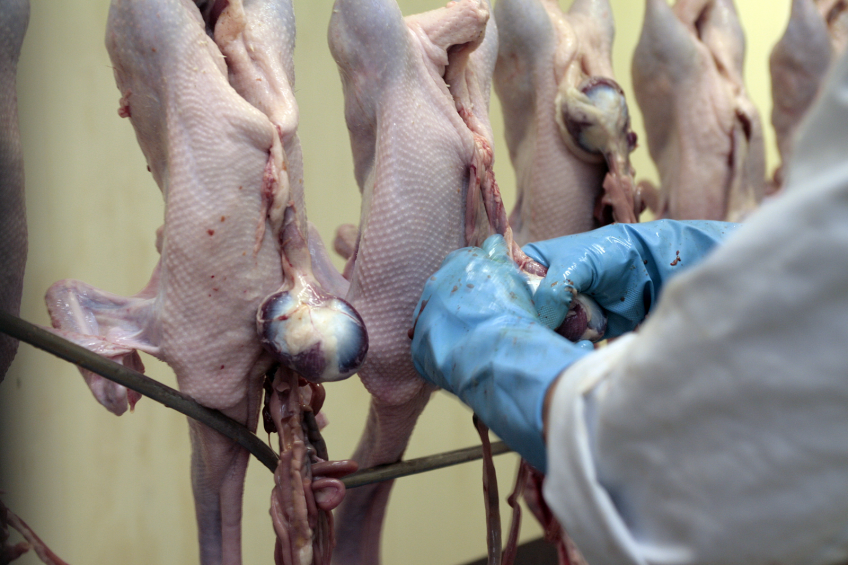 Russian ban on poultry import from Hungary