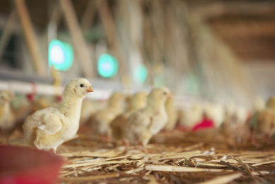 Young birth nutrition is fundamental to securing rapid growth and maintaining sustainable broiler production. [Photo: Darling ingredients]