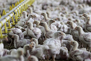 Calls for poultry sector development in southern Russia
