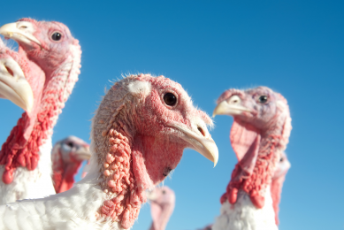 Trial: Effect of decreasing calcium in turkey diets