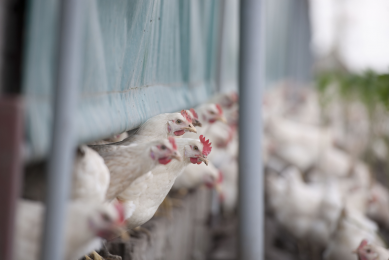 IPC to focus on avian influenza