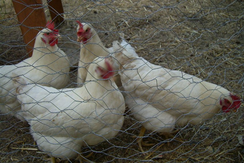 Yila Yusuf from the Central Bank of Nigeria said that between the last quarter of 2019 and November 2020, poultry farmers had received US$	 31 million. Photo: CGilbert via Wikimedia Commons
