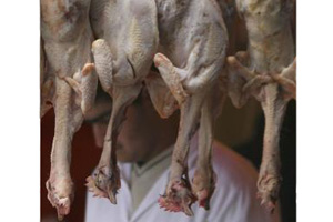 First Russian poultry producer approved for halal exports