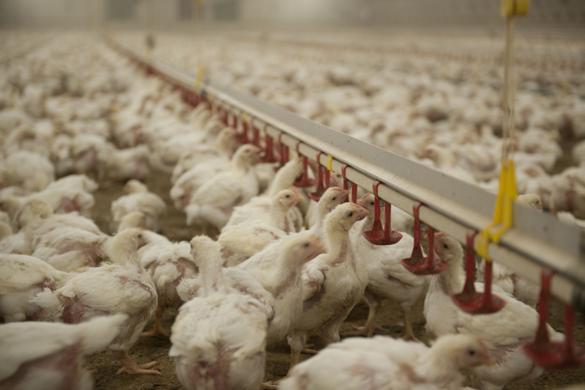 Agreement reached in US-South Africa poultry dispute