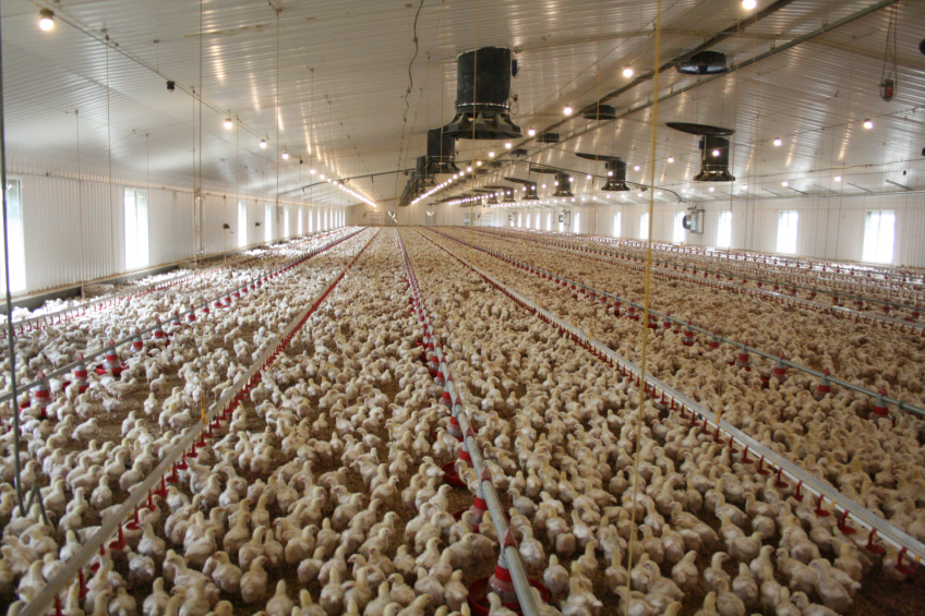 Building a flag-ship poultry farm in the UK