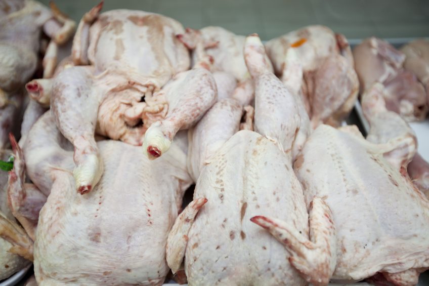 Research reveals key challenge for Campylobacter vaccine. Photo: Mood Board/Rex/Shutterstock