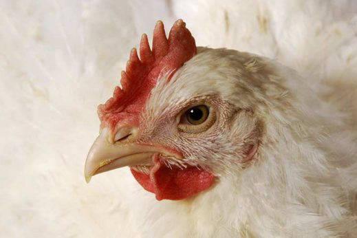 Chickens far smarter than previously thought. Photo: Design Pics Inc/REX/Shutterstock