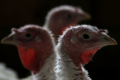 US: HPAI confirmed in Californian turkey flock