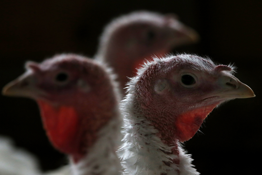 US: HPAI confirmed in Californian turkey flock