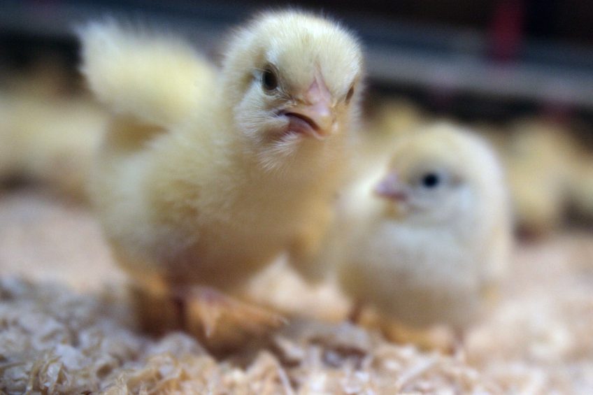 US use of antibiotics in poultry far higher than in the UK. Photo: Koos Groenewold