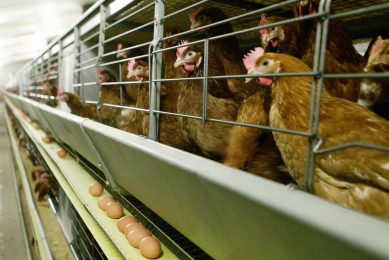 Carrefour announce all eggs going cage free by 2025. Photo: Michel Zoeter