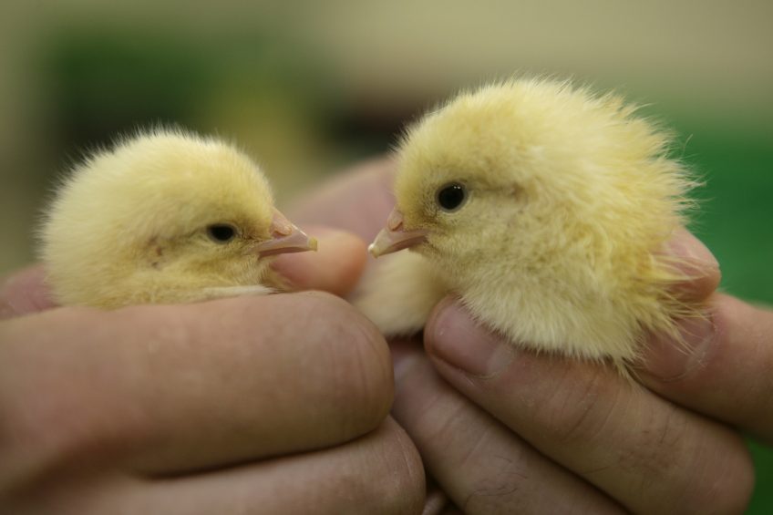 Endoscopic system for sexing day-old chicks. Photo: Jan Willem Schouten