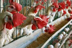 India: Court issues notice on hens in battery cages