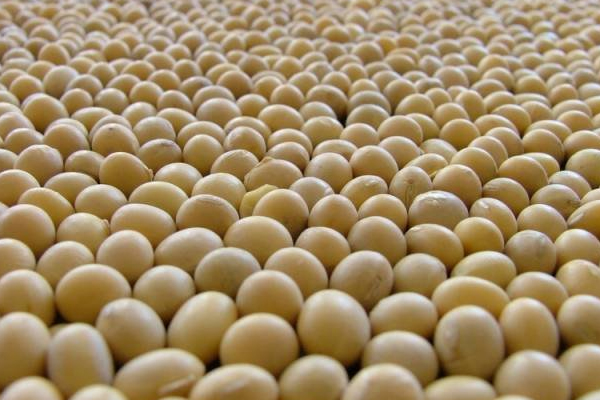 Fragile poultry industry challenging US soybean farmers