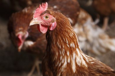 Agribusiness invests $3m in Rwandan poultry company
