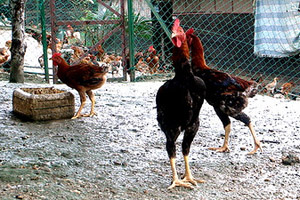 Indonesia: Kampung chicken demand predicted to rise