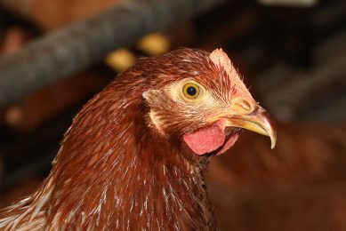 Hens without trimmed beaks can work in modern husbandry systems. However, the birds have formidable weapons for peaking which have to be managed. Photo: Henk Riswick