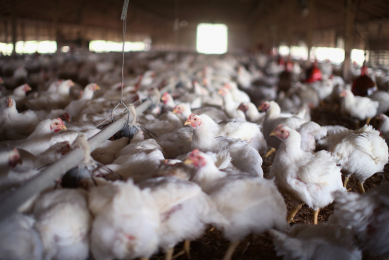 Canada invests in antibiotic alternative for poultry