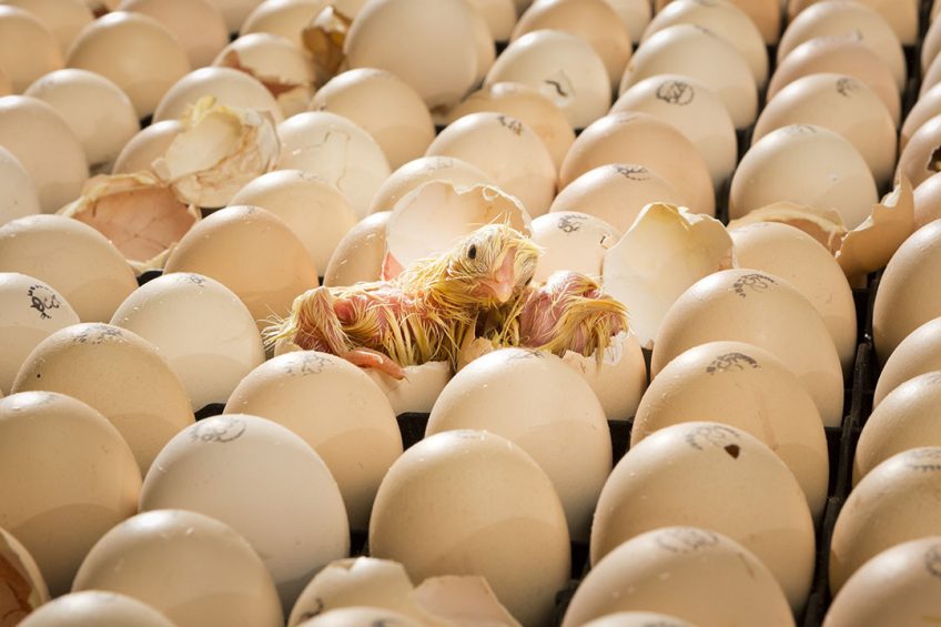 Russia is experiencing an acute shortage of hatching eggs, a group of producers told during the government meeting with the Russian Agricultural Minister Dmitry Patrushev. Photo: Bart Nijs
