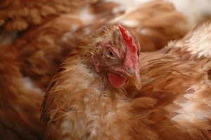 Effect of corn-soybean diets on laying hens