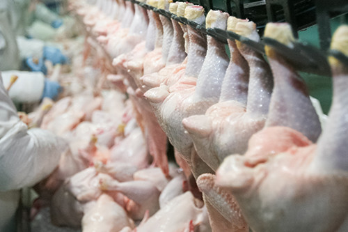 USDA petitioned to include poultry in humane slaughter. Photo: Shutterstock