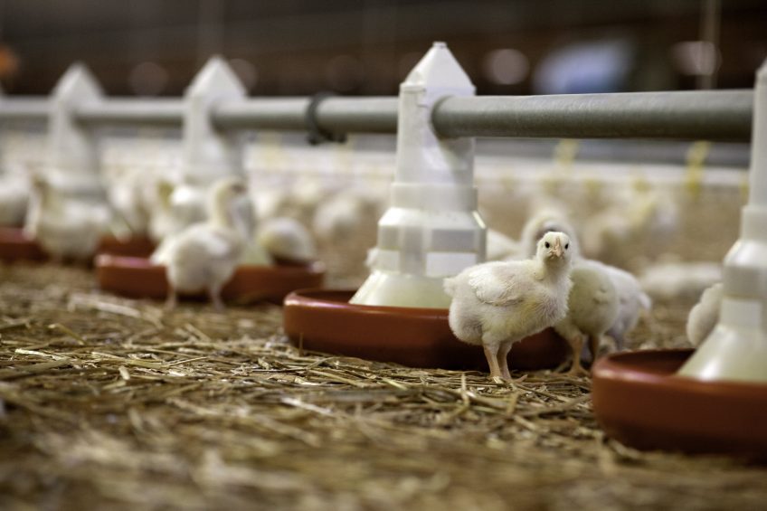 EU member states decide to ban formaldehyde in poultry feed. Photo: Jan Willem van Vliet