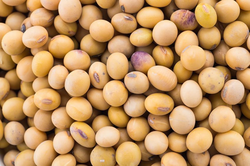 The price of soybeans has doubled since a year ago. Photo: Life for Stock