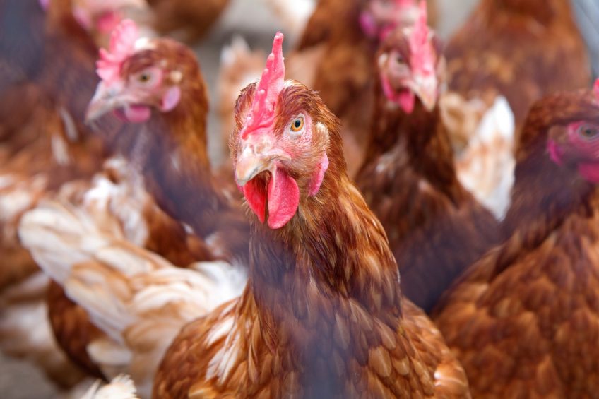 Management tips to stop feather pecking. Photo: Shutterstock