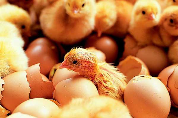Kazakhstan to increase poultry meat production by 25%