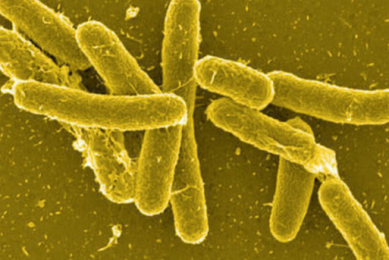US study identifies methods of salmonella transmission