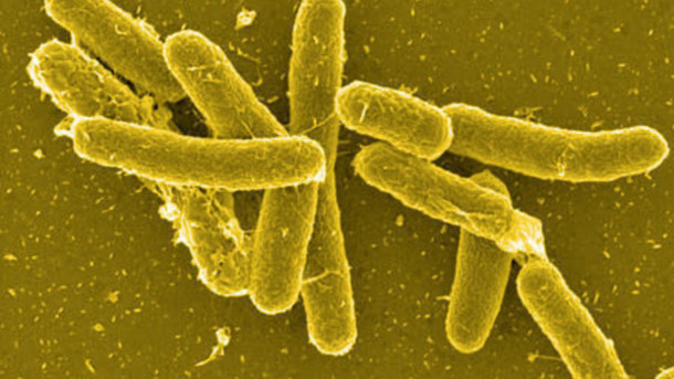 US study identifies methods of salmonella transmission