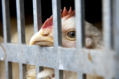 As things are now, chickens are carried in crates that are stacked in racks on a truck. This type of transport system does not allow the temperature and humidity to which the chickens are exposed to be controlled in the time it takes to drive them to the slaughterhouse. [Photo: ANP]