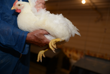 Proper fleshing plays a role in the ability of a hen to lay a high number of eggs. The birds have to build up enough fleshing to deposit fat in the period from 18-21 weeks of age. <em>Photo: Cobb</em>