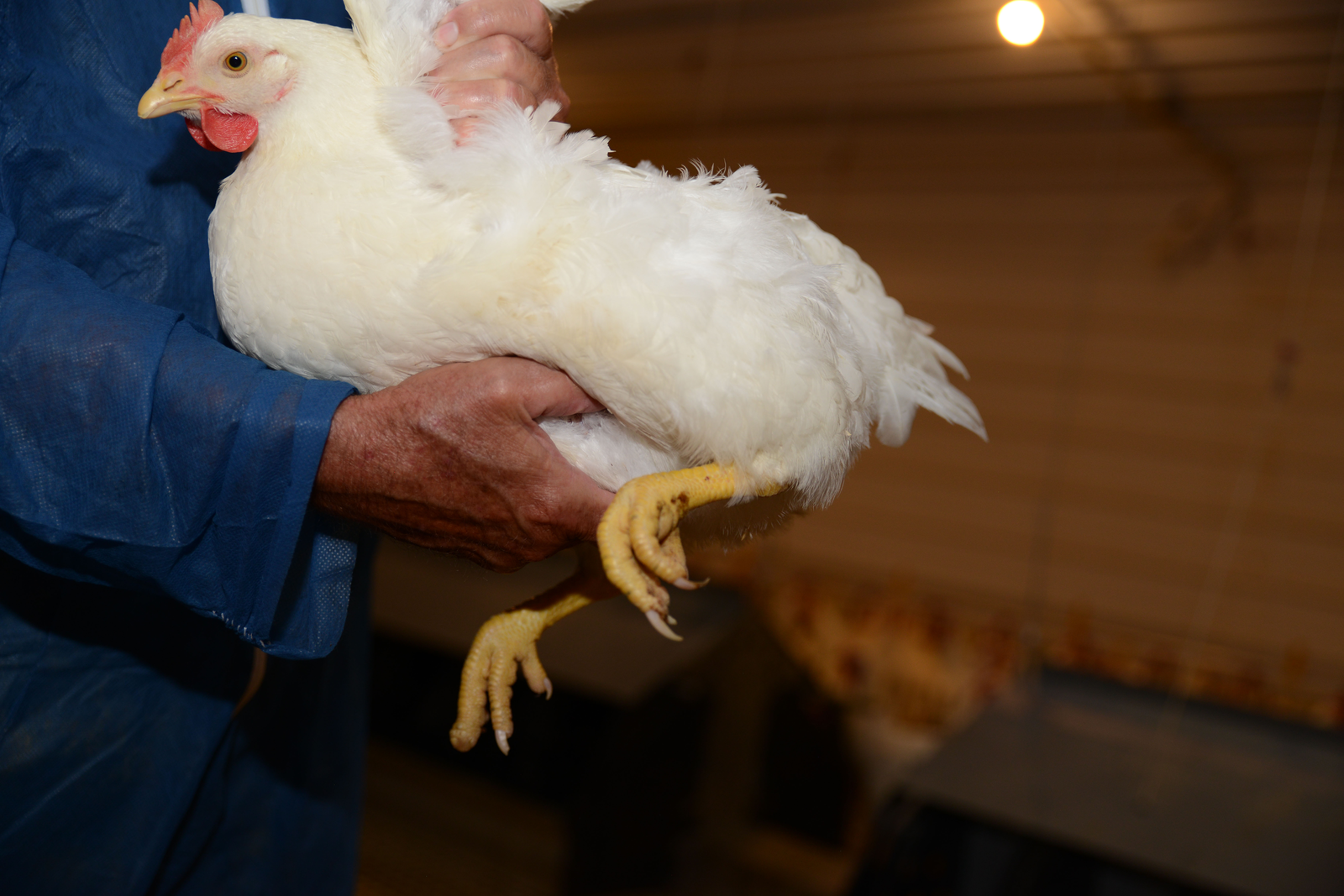 Fleshing important in optimal broiler breeding - Poultry World