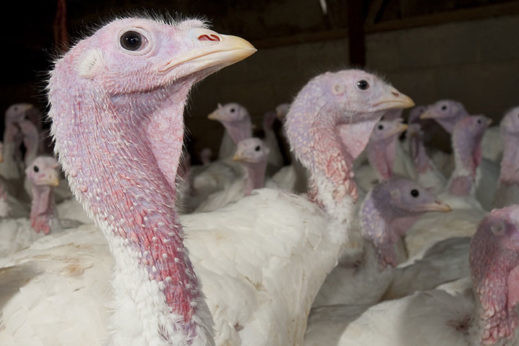 Third Lincs turkey farm hit by H5N8 bird flu. Photo: FLPA/Rex/Shutterstock