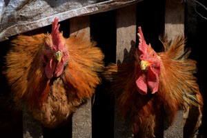China’s live poultry markets a threat to human health