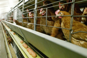 Housing system impacts on egg microbiology