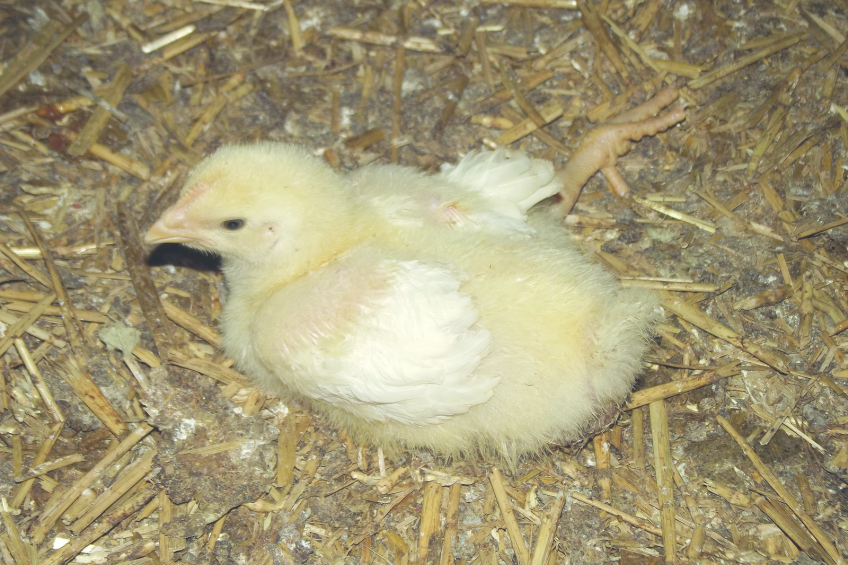 Lethargic chick. Photo: Vetworks