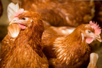 Analysis of 5 laying hen systems based on sustainability