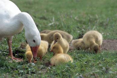Sequential feeding improves weight gain in geese