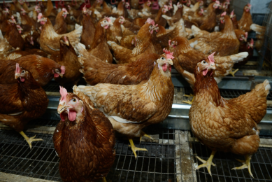 China, Israel report H5N1 outbreaks in poultry