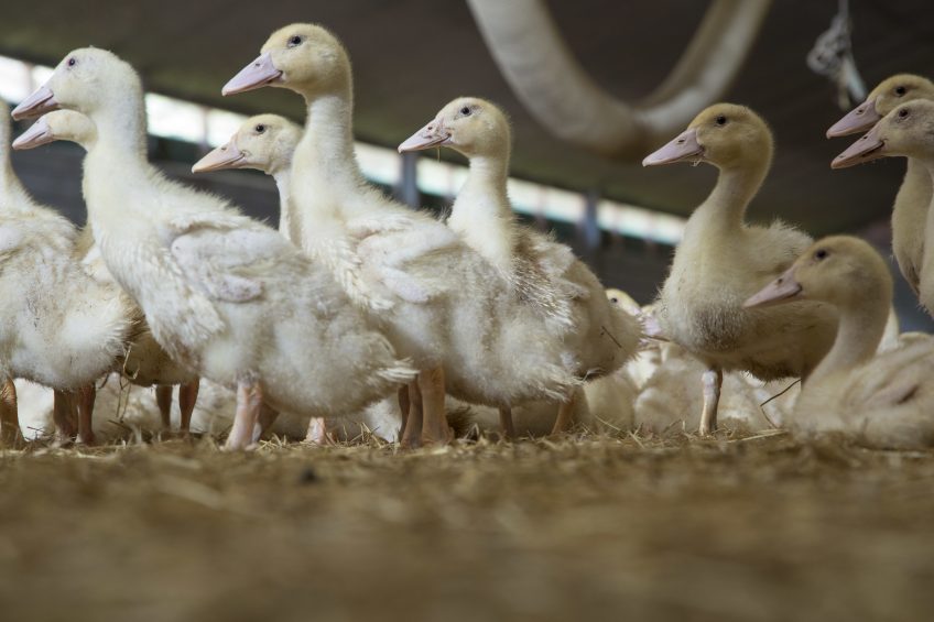 Single vaccine developed for avian flu and duck enteritis. Photo: Koos Groenwold