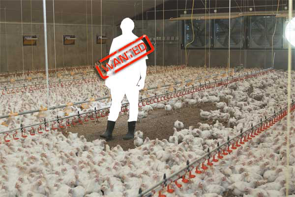 Dwindling supply of poultry farm managers