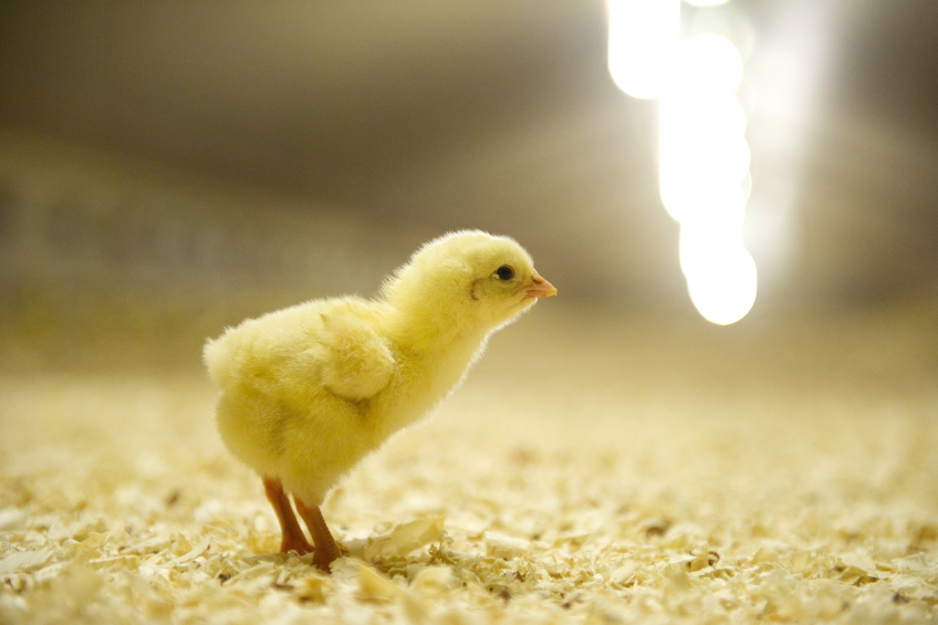 Sustainable poultry production needed