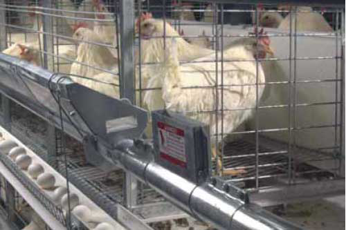 Healthy animals make safer food - Poultry World
