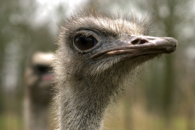 EU lifts ban on South African ostrich meat imports