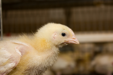 US poultry and egg exports set records in 2014